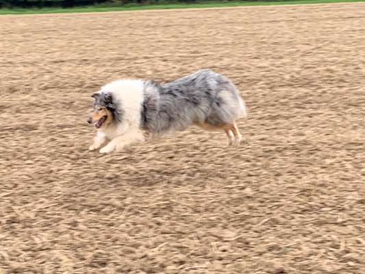 Collies gesucht-Beitrag-Bild