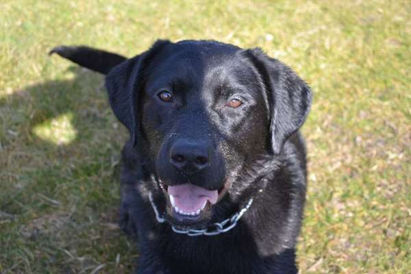 Reinrassige Hunde?-Beitrag-Bild