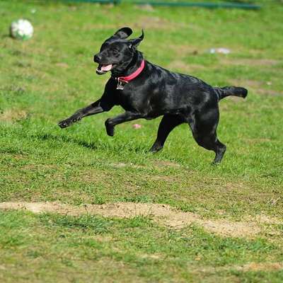 Reinrassige Hunde?-Beitrag-Bild