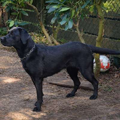 Reinrassige Hunde?-Beitrag-Bild