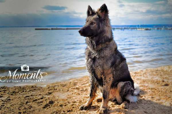 Reinrassige Hunde?-Beitrag-Bild