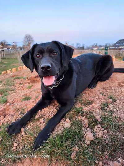 Reinrassige Hunde?-Beitrag-Bild