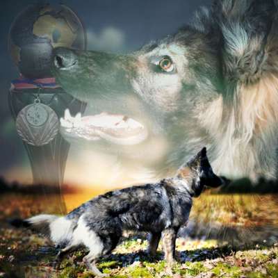 Reinrassige Hunde?-Beitrag-Bild