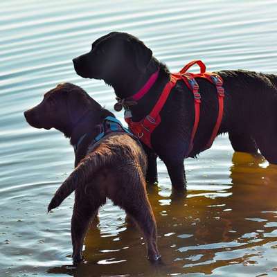 Reinrassige Hunde?-Beitrag-Bild