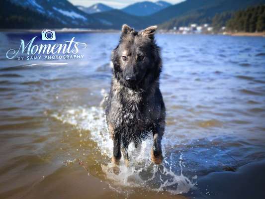 Reinrassige Hunde?-Beitrag-Bild