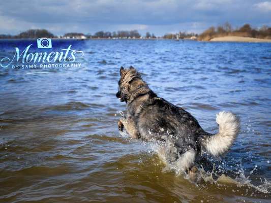 Reinrassige Hunde?-Beitrag-Bild