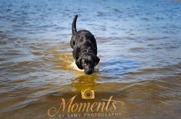 Reinrassige Hunde?-Beitrag-Bild