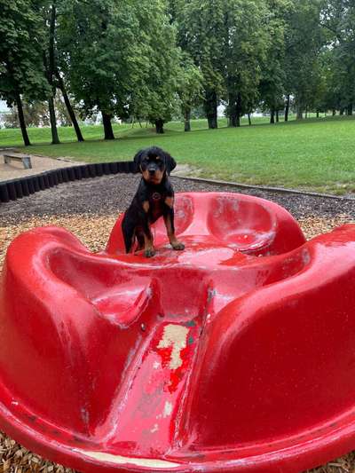 Die Dogorama Wochen Challenge-Beitrag-Bild