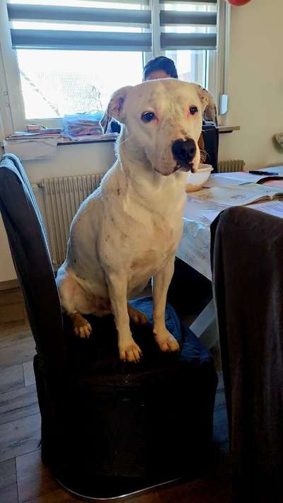 Hundetreffen-Spiel und trainingspartner gesucht-Bild