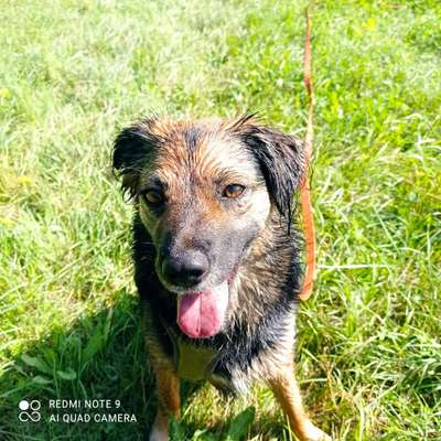 Die Dogorama Wochen Challenge-Beitrag-Bild