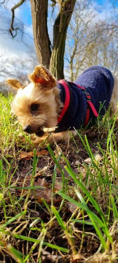 Yorkshire Terrier-Beitrag-Bild