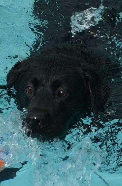 Dogorama-Monats-Challenge-Mai "Wasser"-Beitrag-Bild