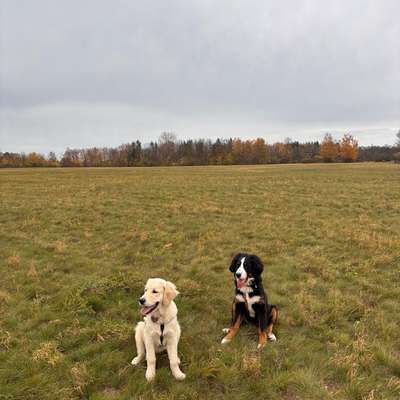 Hundetreffen-Zwei Hundefreunde suchen Spielpartner! ✨-Bild