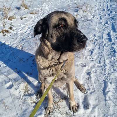 Hundetreffen-Gassi gehen, Spiel, Spaß, Spannung und Action-Bild