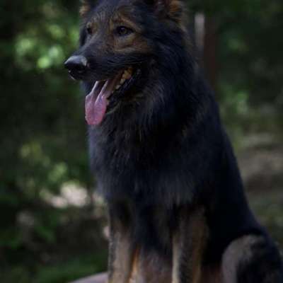 Hundetreffen-Suchen Trainingspartner-Bild