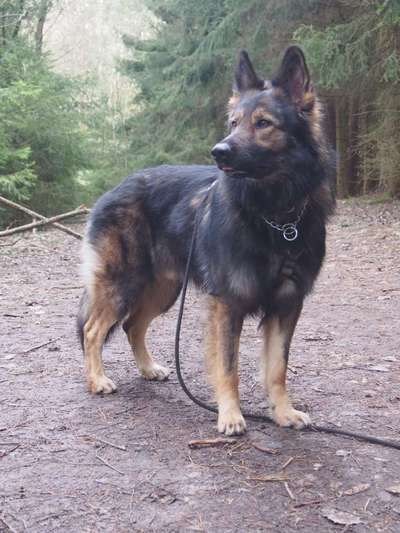 Hundetreffen-Suchen Trainingspartner für reaktiven Rüden-Bild