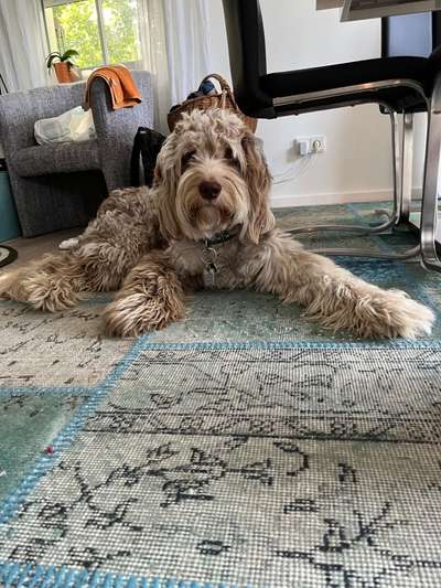 Zeigt her eure Pudel und Pudelmischlinge (:-Beitrag-Bild