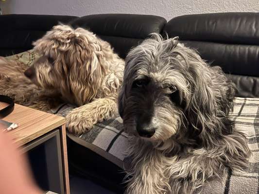 Zeigt her eure Pudel und Pudelmischlinge (:-Beitrag-Bild