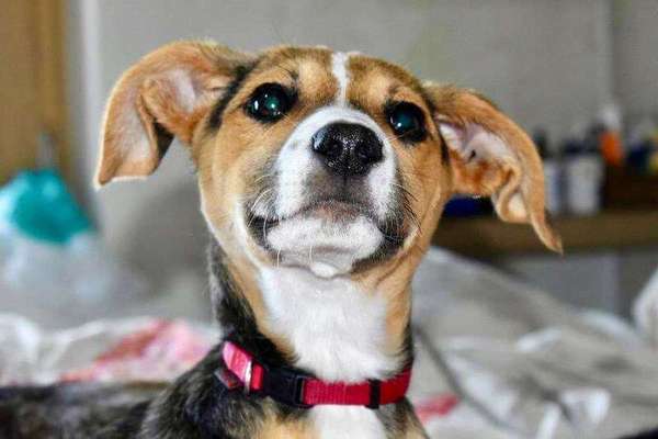 Auslandstierschutz-Beitrag-Bild