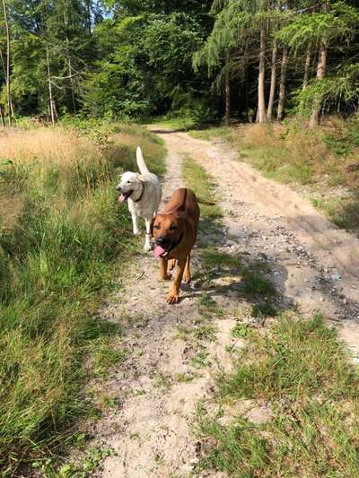 Hundetreffen-Gassirunde, Spielen - gern vormittags-Bild