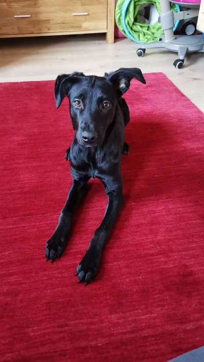 Hunde aus Griechenland-Beitrag-Bild