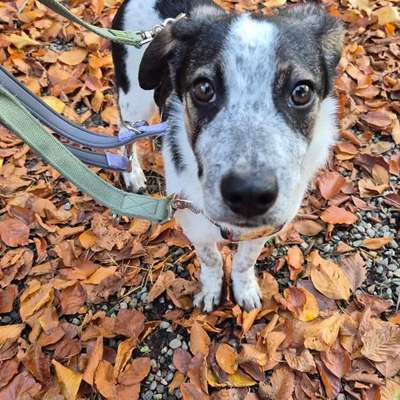 Hundetreffen-Suche suvärenen Hund für Hundebegegnungen-Bild