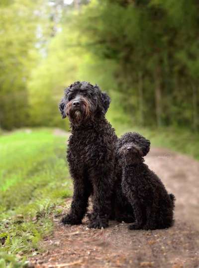 Hundetreffen-Gassirunde-Bild