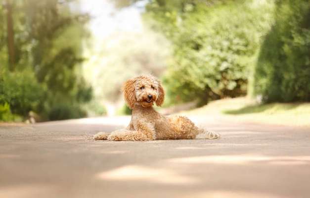 Hundetreffen-Junghundetreffen-Bild