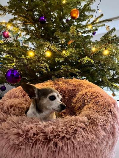 Dogorama Photo Challenge - Bescherung-Beitrag-Bild