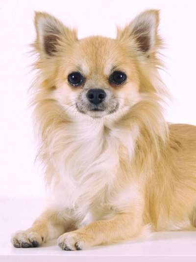 Fotochallange Nr. 57     PORTRÄT.   Beendet!!!!!!!!-Beitrag-Bild