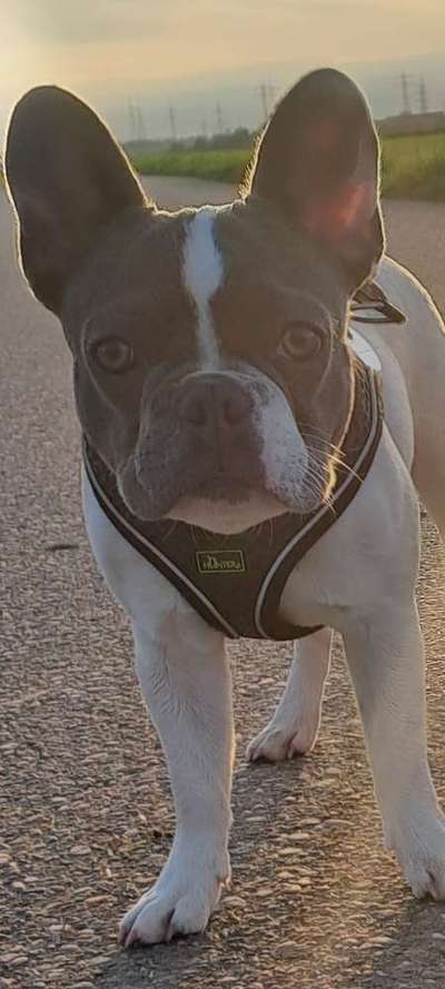 Französische Bulldoggen-Beitrag-Bild