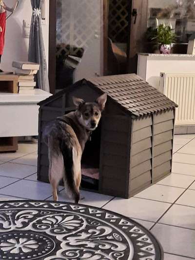 Auslandstierschutz-Beitrag-Bild