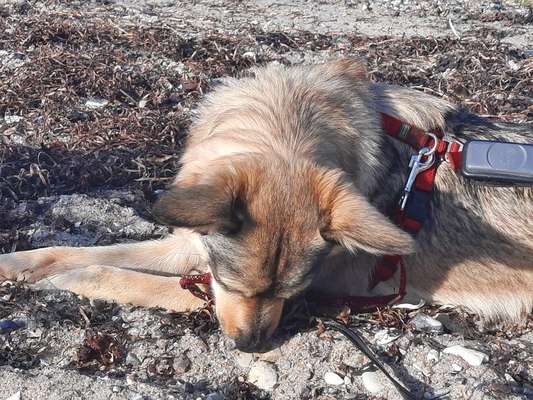 In Gülle gewälzt-Beitrag-Bild