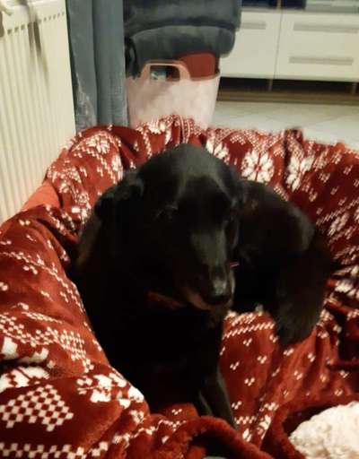 Unsere Fellnasen im Regenbogenland-Beitrag-Bild