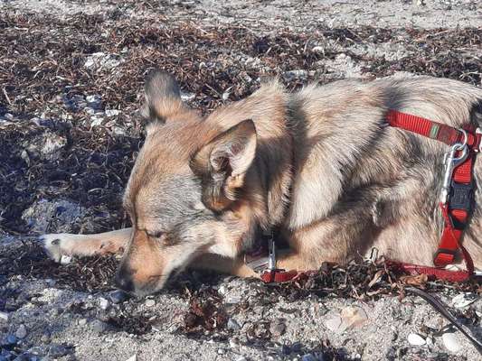 In Gülle gewälzt-Beitrag-Bild