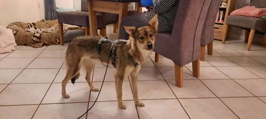 Mischlinge raten - Rätselspaß-Beitrag-Bild