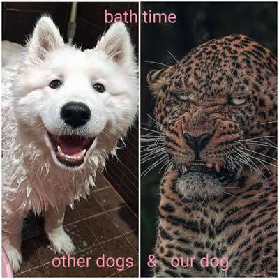 Hunde Memes-Beitrag-Bild