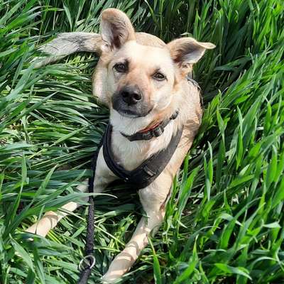 Hundetreffen-Gemütliche Gassirunde