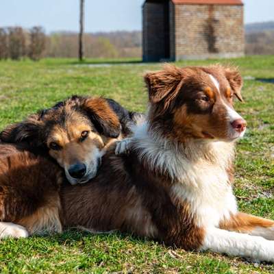 Hundetreffen-(Jung)hunde Training-Bild