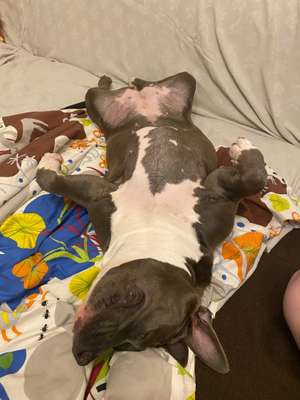 Hundetreffen-Maggy ❤️-Bild