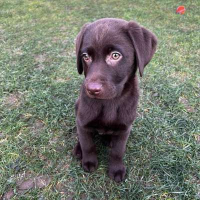 Hundetreffen-Welpen / Junghunde treffen Sankt Augustin-Profilbild