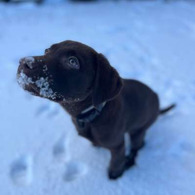 Hundetreffen-Welpen / Junghunde treffen Sankt Augustin-Bild