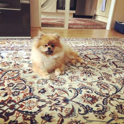 Spitz--Zwergspitz--kleinspitz---mittelspitz----Großspitz--Wolfsspitz-Beitrag-Bild