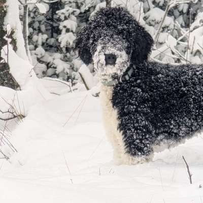 aktuelles Foto Gruppe Pudel