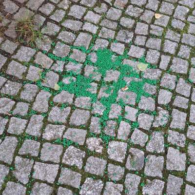 Giftköder-Grünes Granulat auf dem Gehweg-Bild
