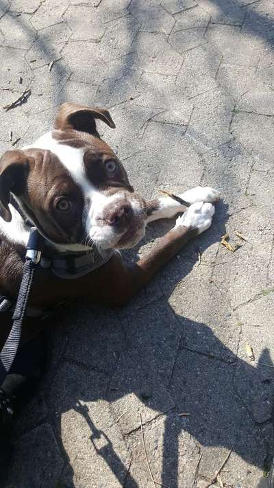 Olde English Bulldogge-Beitrag-Bild