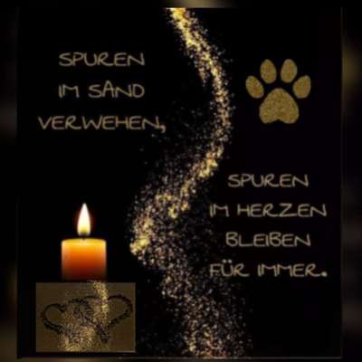 Hundetreffen-Trauergruppe "Seelenhund"-Bild