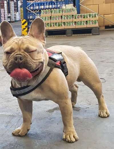 Dogorama Photo Challenge - Hundeblick zum hinschmelzen-Beitrag-Bild