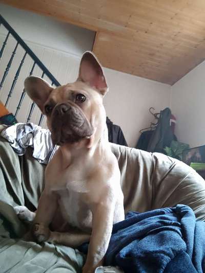 Welpen Bilder !-Beitrag-Bild