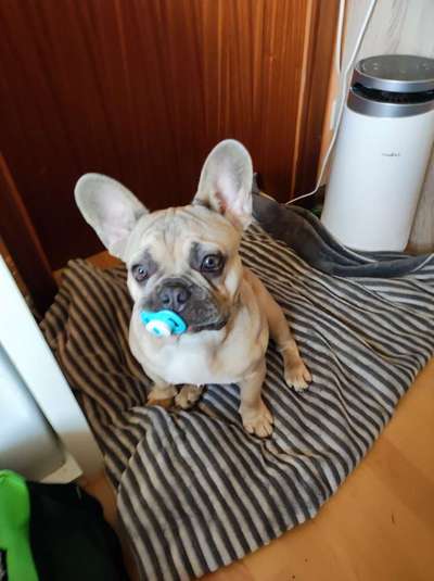 Welpen Bilder !-Beitrag-Bild